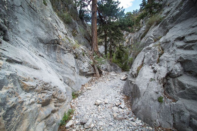 Fletcher Canyon (Mt. Charleston)