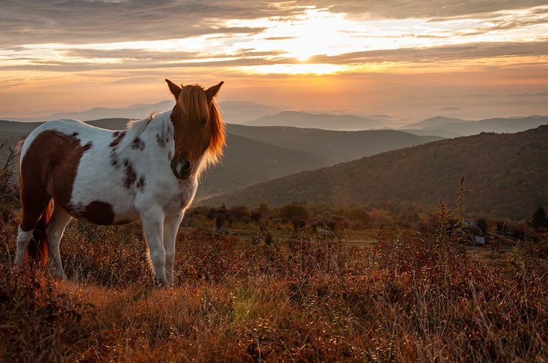 Grayson Highlands State Park