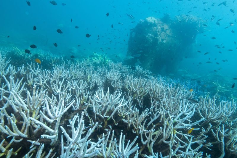 The 2023-2025 Global Bleaching Disaster