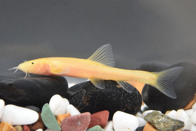 Why This Golden Fish Matters