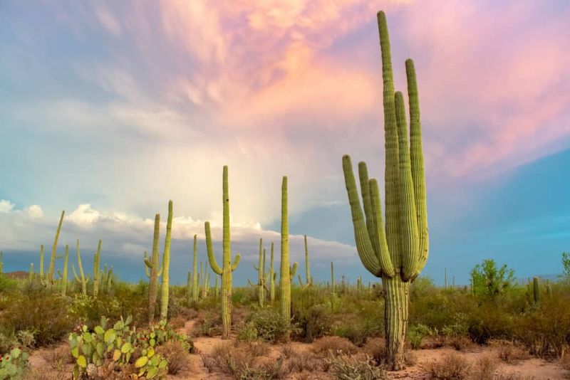 Rich desert biodiversity and wildlife-friendly status