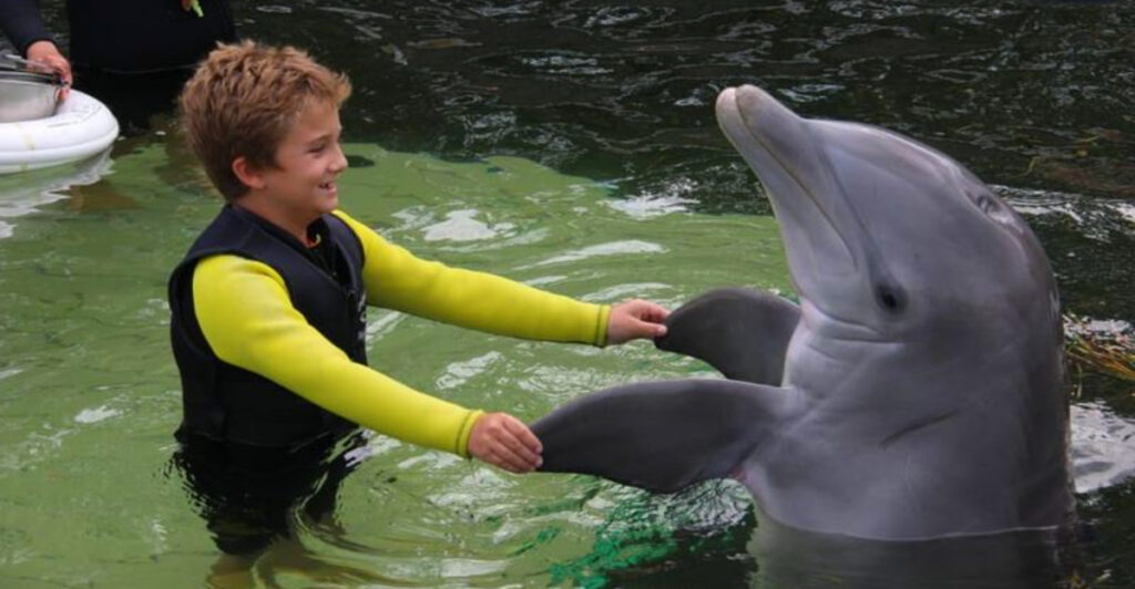 Dive Into the Deep: 9 Top Spots to Swim with Dolphins in Florida