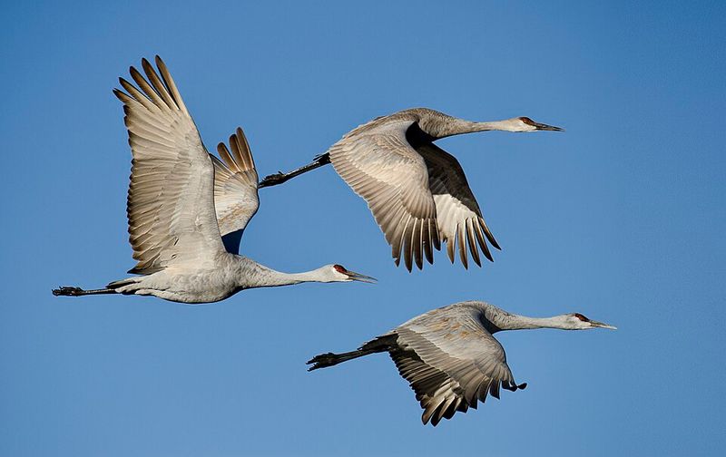 Bosque del Apache National Wildlife Refuge, New Mexico