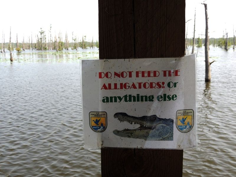 Black Bayou Lake National Wildlife Refuge, Louisiana