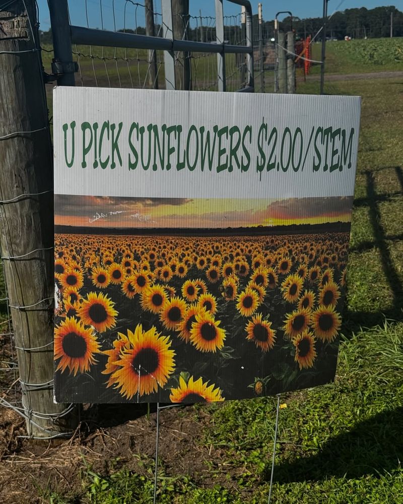 Purchase Fresh Pumpkins and Pick Your Own Flowers