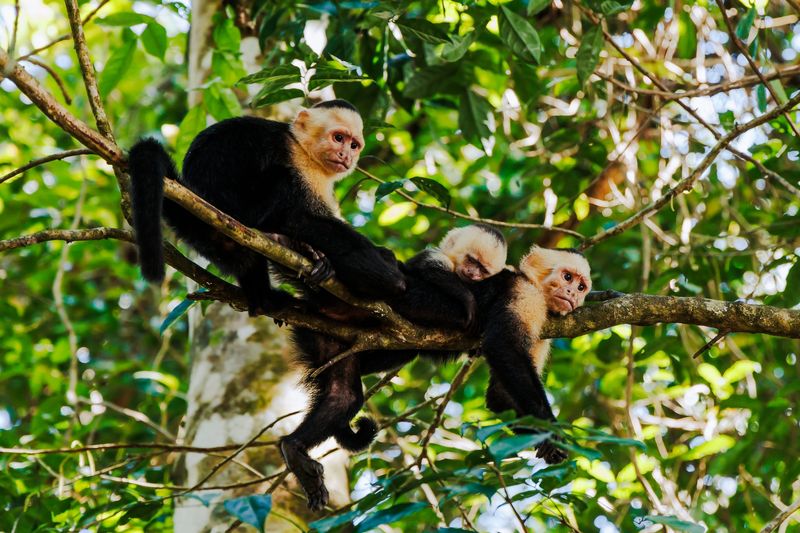Manuel Antonio National Park