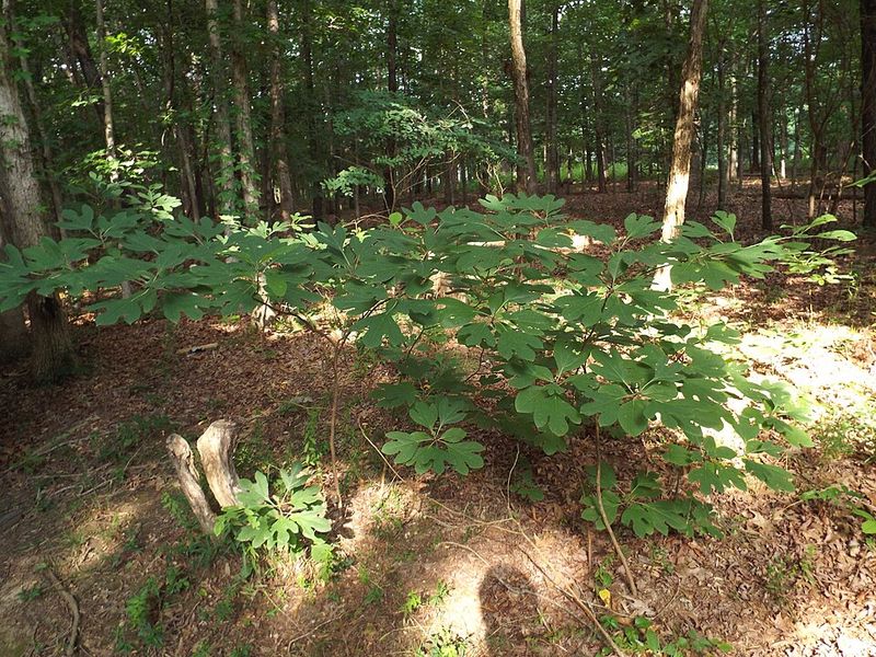 Sassafras Oil