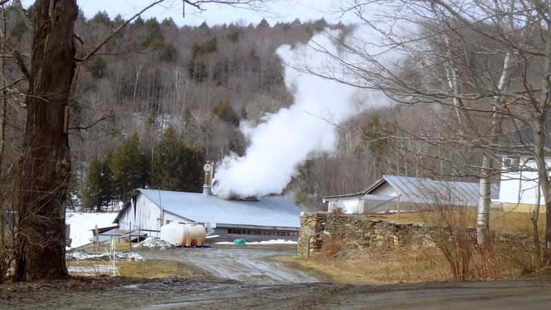 A Real Maple Syrup Scene
