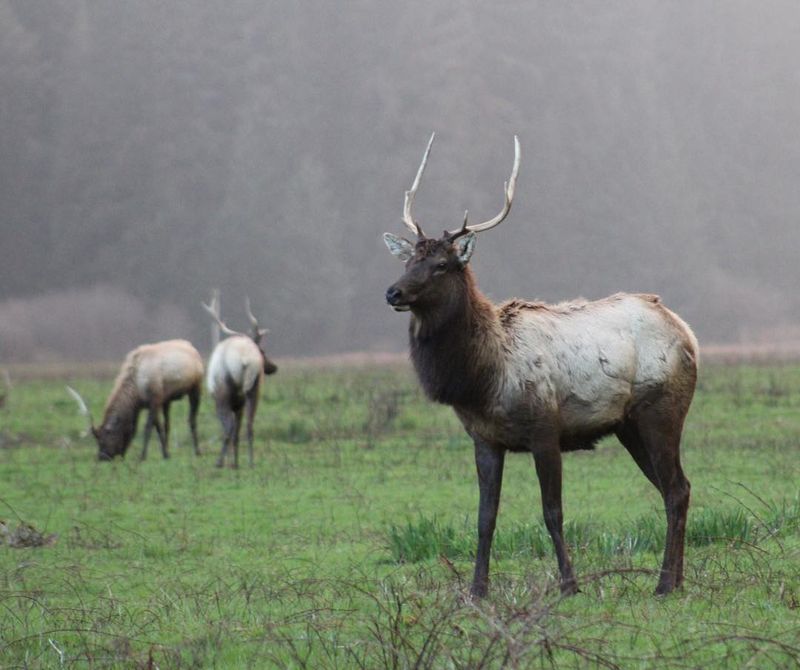 Elk Are Your Neighbors