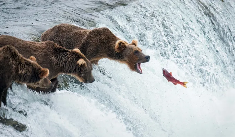 Bear viewing 101: Brooks Falls, Katmai (peak July)