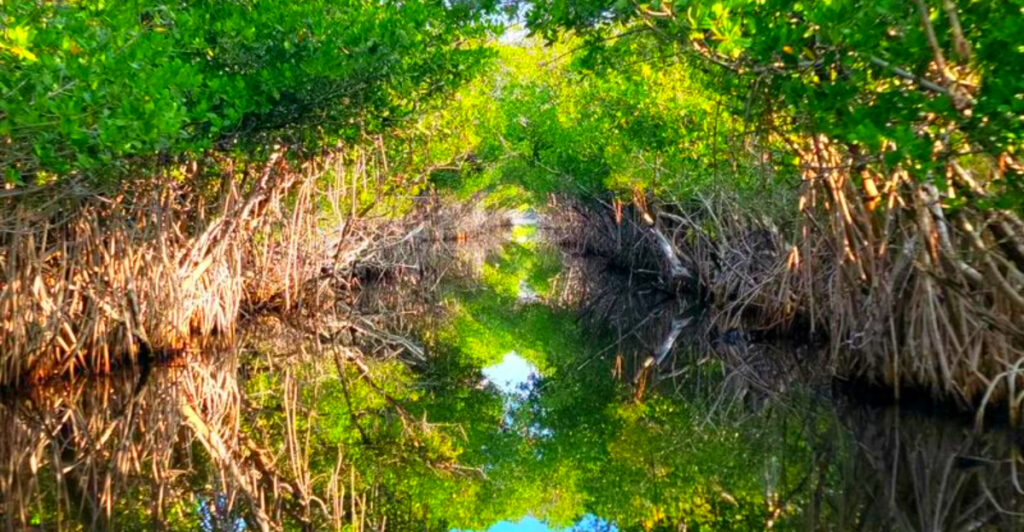 Few Tourists Ever Find This Magical Mangrove Tunnel in Florida – But Locals Say It’s Unforgettable