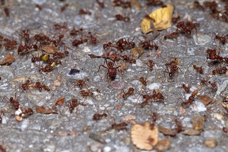 Texas Leafcutter Ants — The Fungus Farmers of the Night
