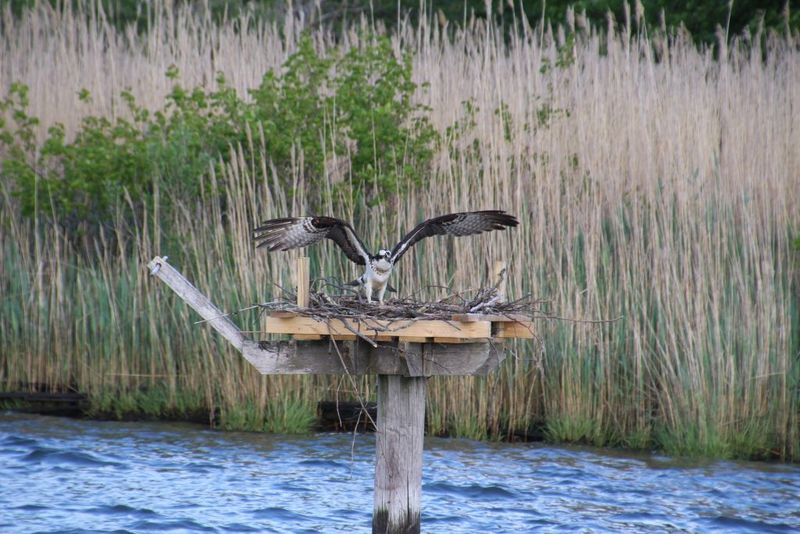 Birdwatching and Wildlife