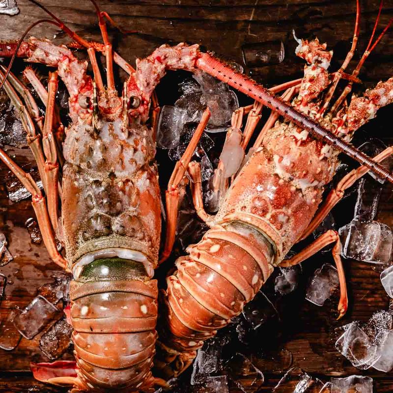 Florida Spiny Lobster