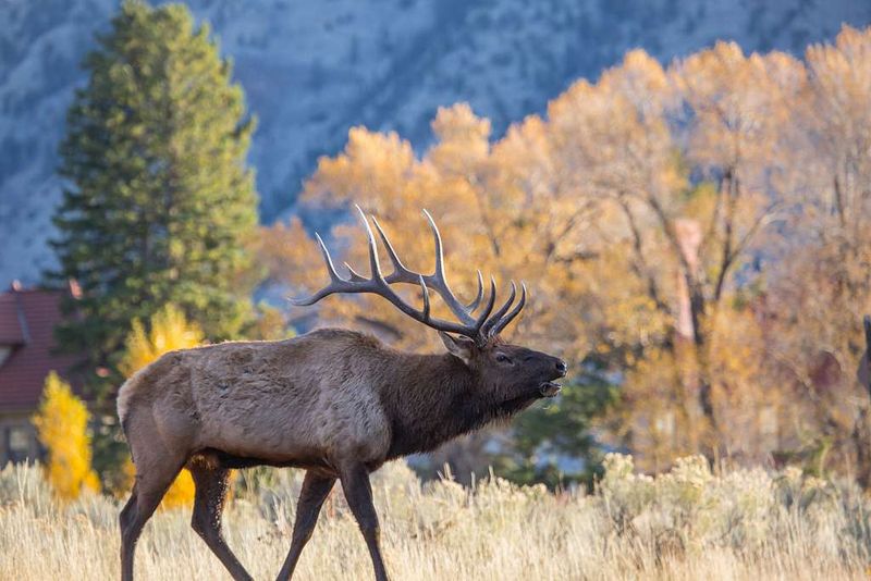 Wildlife, Surroundings & Bunsen Peak