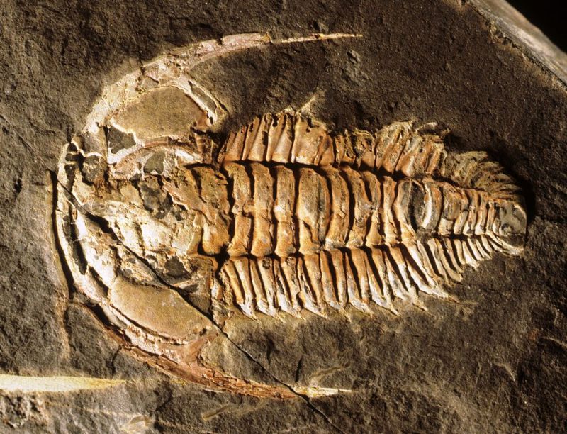 Grand Canyon Joins Elite Fossil Sites