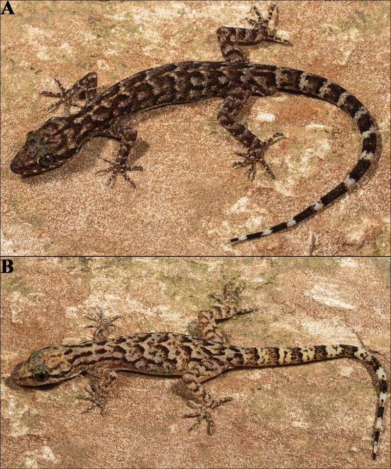 Two Brand-New Species Identified