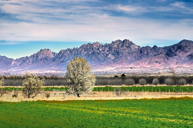 The oldest U.S. wine region is New Mexico (1629)