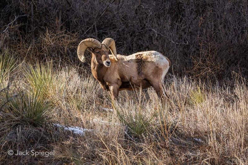 High-Country Wildlife Along the Route