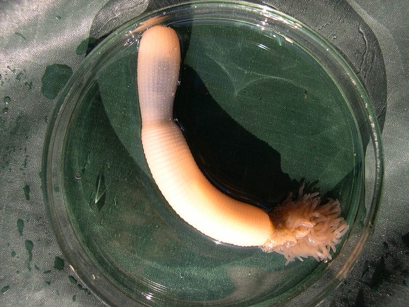 The Bizarre Penis Worm