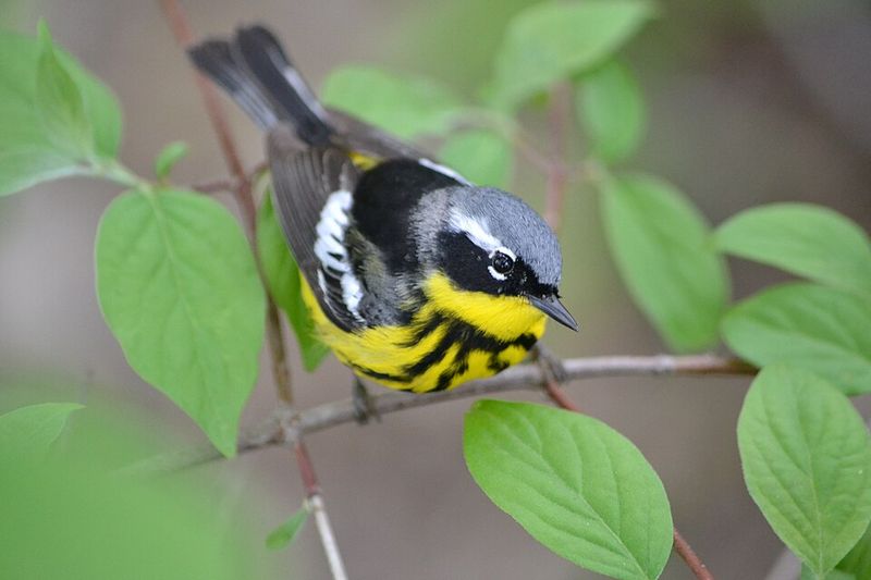 Magee Marsh Wildlife Area, Ohio
