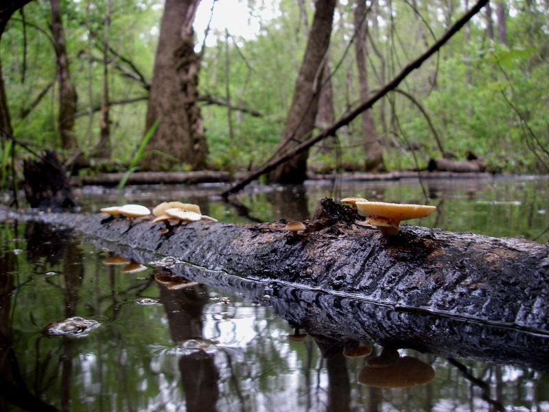Lake Tangipahoa – Percy Quin State Park, McComb, MS