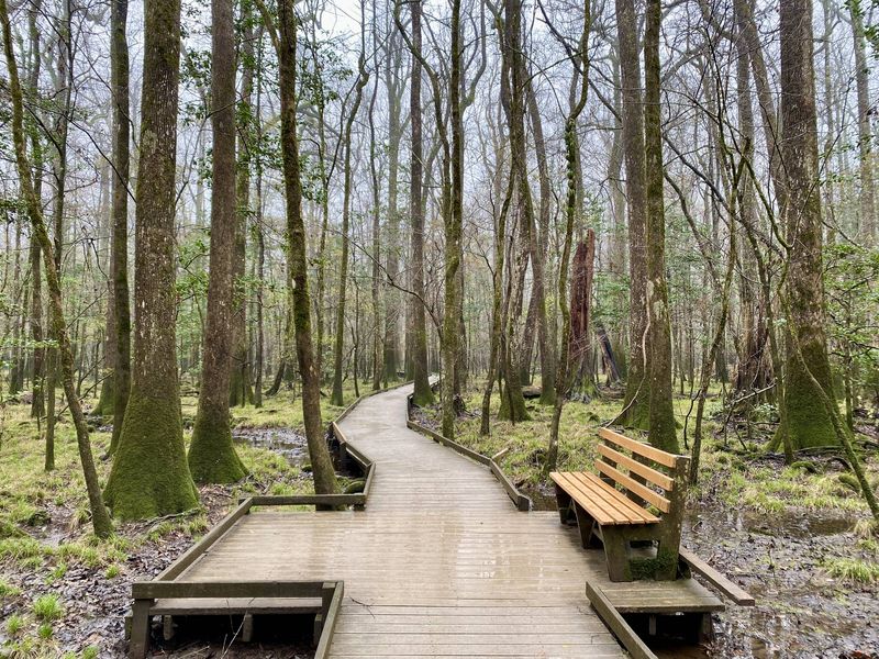 Boardwalk Loop – Congaree National Park (Hopkins, SC)