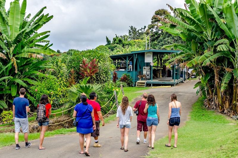 Explore the World-Famous Kona Coffee Belt