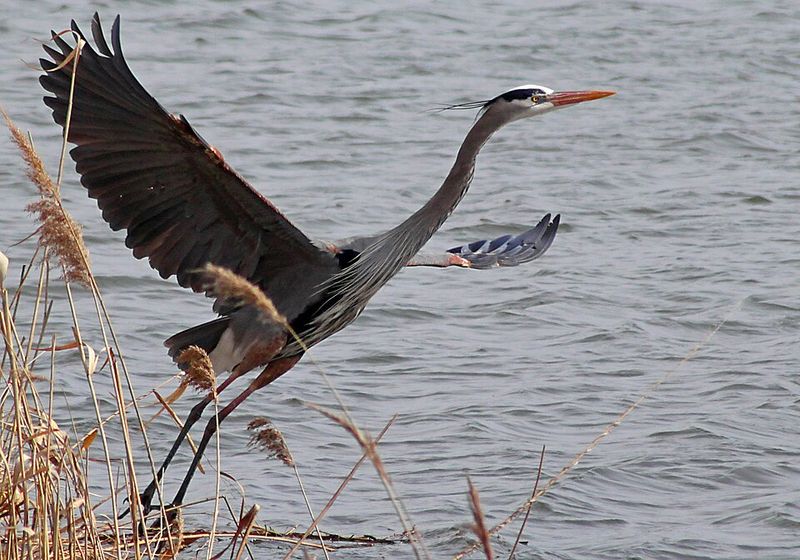 Montezuma National Wildlife Refuge, New York