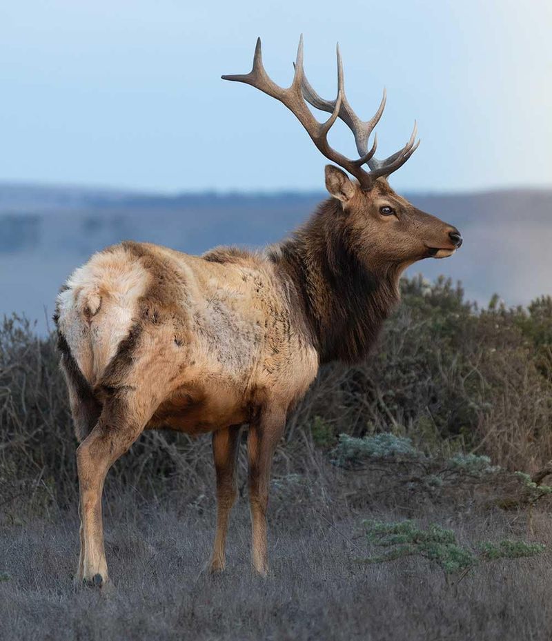 Elk Rut Soundtrack in Early Fall