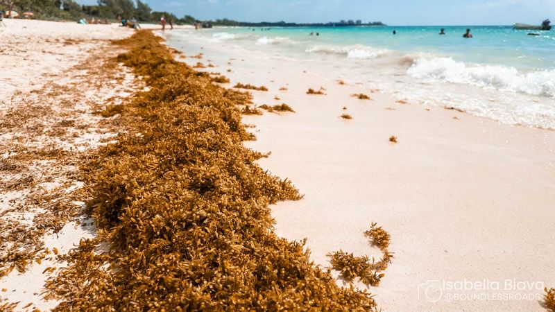 Smart winter beach planning (check sargassum & weather)