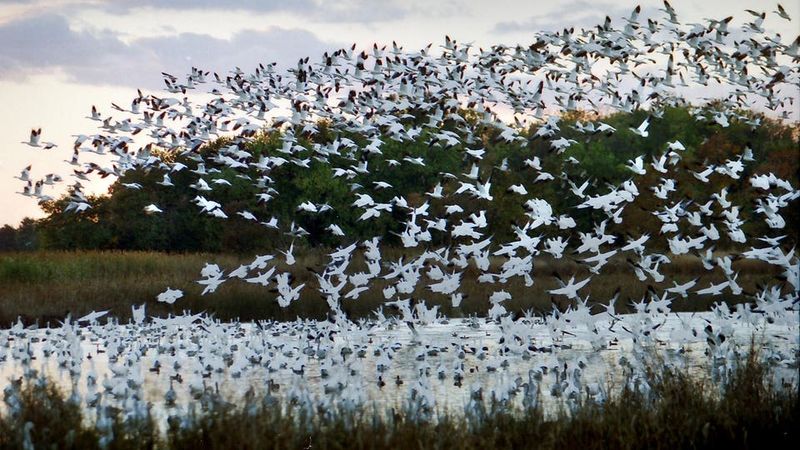 Bombay Hook National Wildlife Refuge