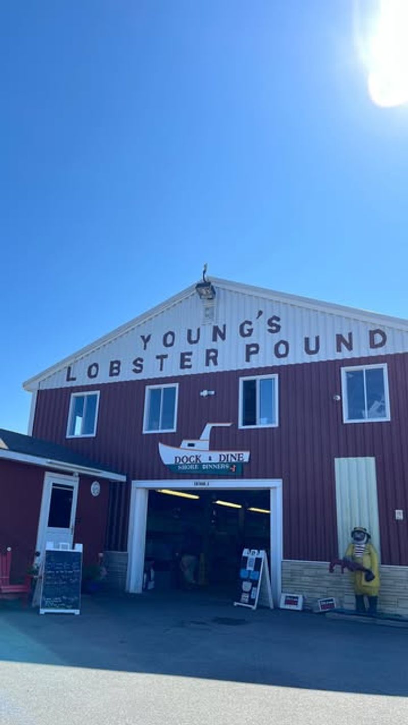 Young's Lobster Pound (Belfast, ME)