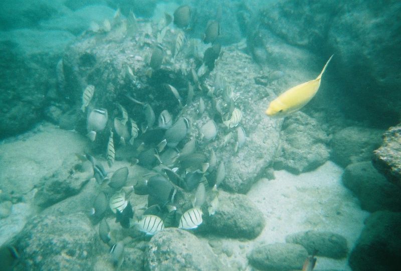 Bucket-List Snorkeling in Clear, Protected Water