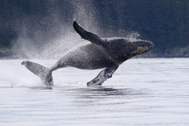 Guaranteed thrills: Juneau whale-watching (May–Sept)