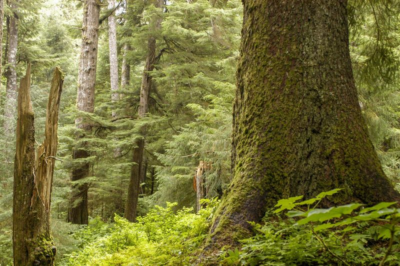 A Legacy of Logging