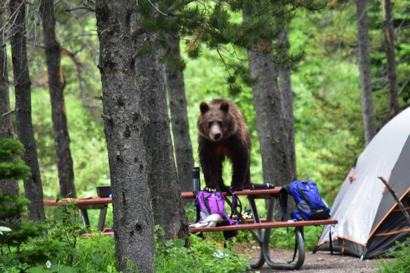 Expert and Authoritative Guidance Supports Keeping Your Pack