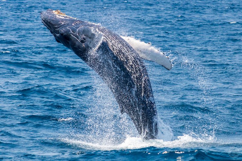 You Can See Multiple Species — Not Just One