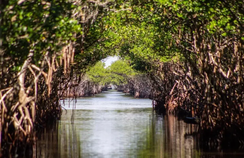 The Tunnels Are Formed by Living Mangroves