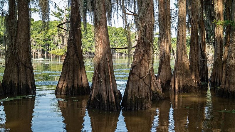 Caddo Lake, Texas/Louisiana Border