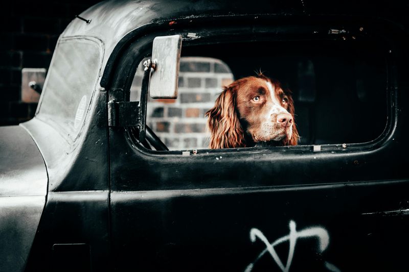 Unrestrained Pets in Cars