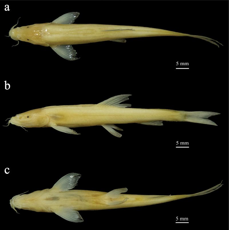 A Body Caught Between Two Worlds