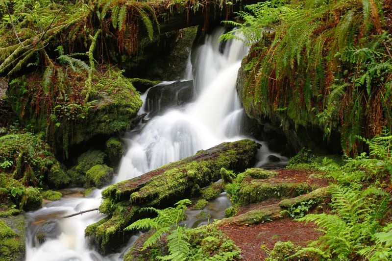 Wildlife, Waterfalls, and Wildflowers