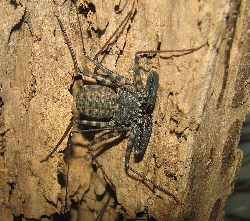 Underground Cave Spiders & Troglobites — The Hidden Dwellers
