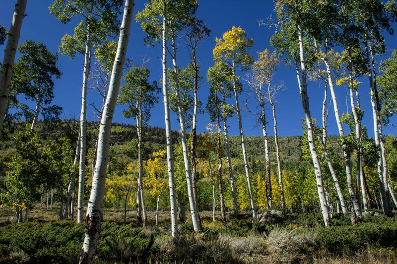 Pando, 