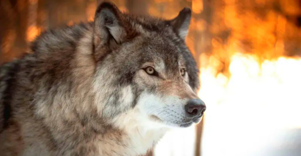 Montana’s 10 Wolf Hot Spots That’ll Send Shivers Down Your Spine