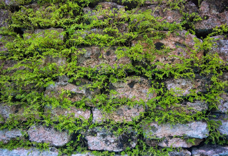 Ancient Walls, New Ecosystems