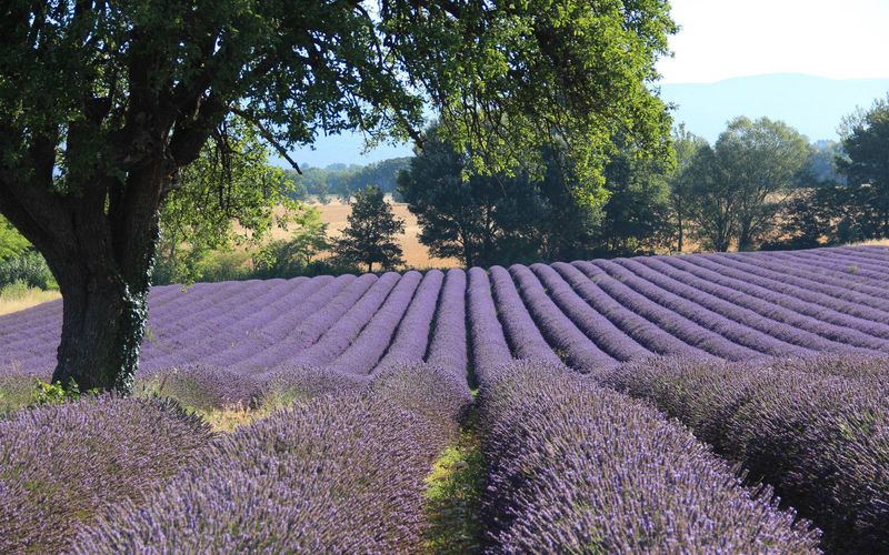 Provence (Avignon & Luberon)