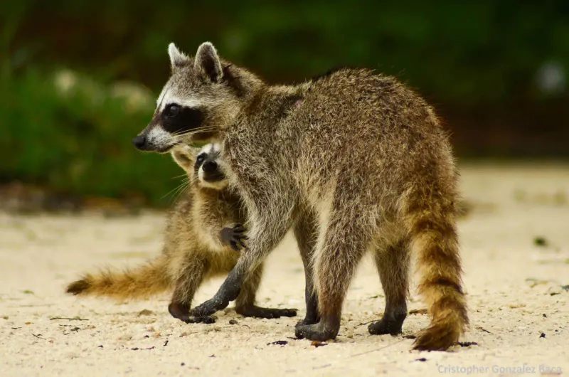 Predators & Opportunists — Owls, Raccoons, Snakes