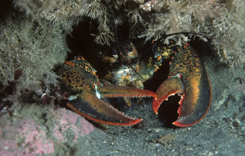 They're Made with Jumbo Lump Crab